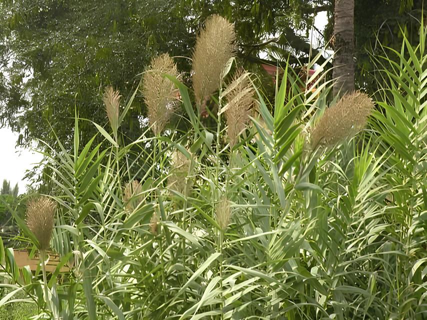 A Planta Mágica do Carrizo: O Segredo Escondido na Natureza Que Vai Mudar Sua Vida 3 A Planta Mágica do Carrizo: O Segredo Escondido na Natureza Que Vai Mudar Sua Vida A Planta M gica do Carrizo O Segredo Escondido na Natureza Que Vai Mudar Sua Vida A Planta Mágica do Carrizo: O Segredo Escondido na Natureza Que Vai Mudar Sua Vida