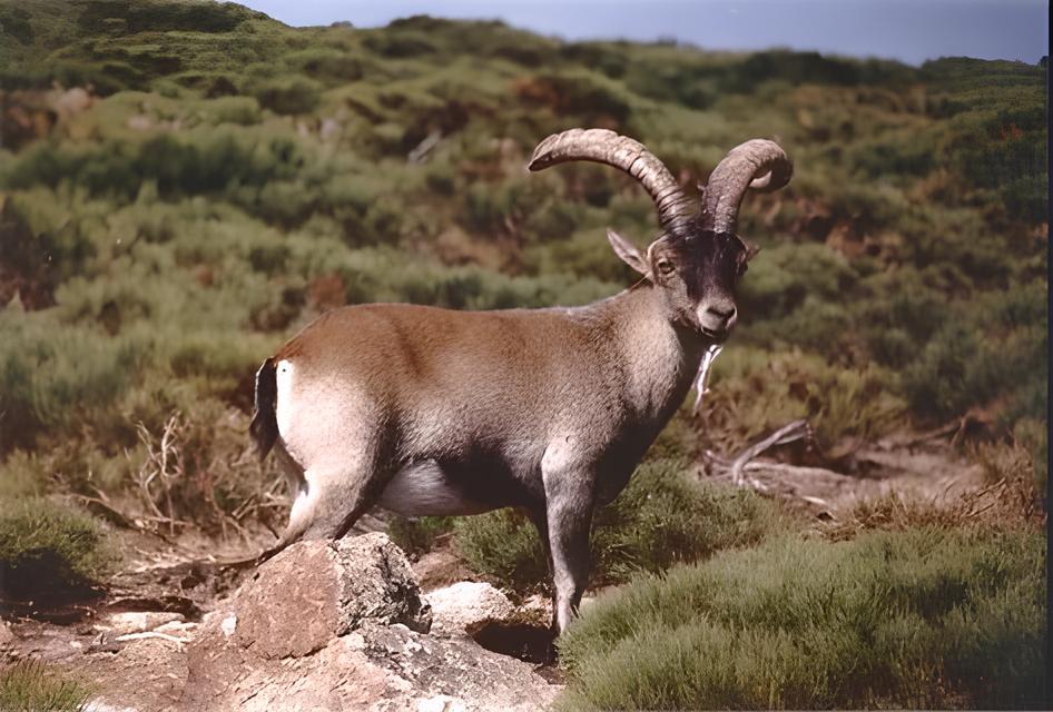 Espanha em Foco: O Que Está Por Trás da Queda do IBEX 35 e Como Investidores Podem Se Posicionar? 3 Espanha em Foco: O Que Está Por Trás da Queda do IBEX 35 e Como Investidores Podem Se Posicionar? Espanha em Foco O Que Est Por Tr s da Queda do IBEX 35 e Como Investidores Podem Se Posicionar Espanha em Foco: O Que Está Por Trás da Queda do IBEX 35 e Como Investidores Podem Se Posicionar?