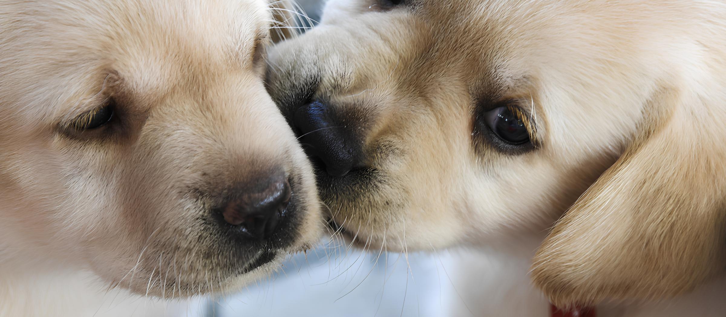 Galicia: A Região Dog Friendly que Você Precisa Conhecer 3 Galicia: A Região Dog Friendly que Você Precisa Conhecer Galicia A Regi o Dog Friendly que Voc Precisa Conhecer Galicia: A Região Dog Friendly que Você Precisa Conhecer