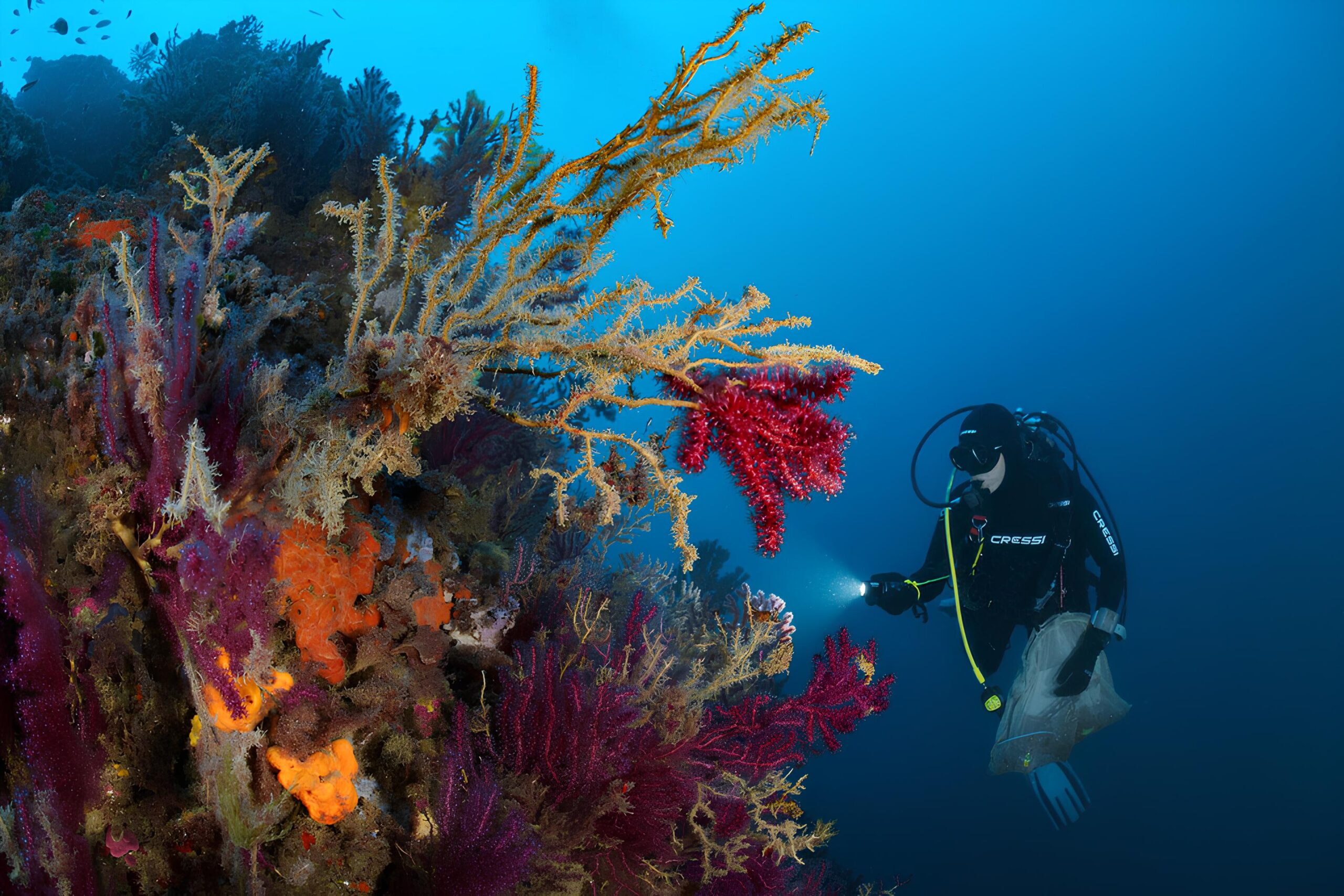O Futuro do Mediterrâneo: Como Alterações Globais Estão Moldando a Biodiversidade Marinha 3 O Futuro do Mediterrâneo: Como Alterações Globais Estão Moldando a Biodiversidade Marinha O Futuro do Mediterr neo Como Altera es Globais Est o Moldando a Biodiversidade Marinha scaled O Futuro do Mediterrâneo: Como Alterações Globais Estão Moldando a Biodiversidade Marinha