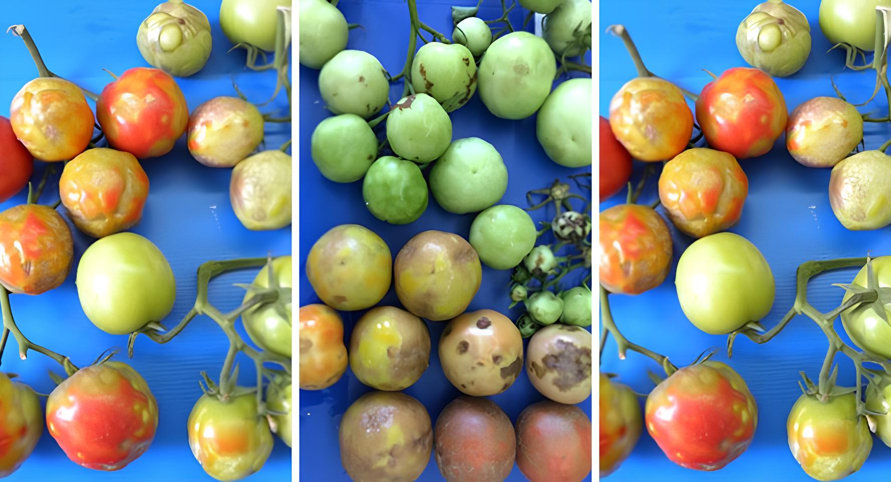 O Vírus Rugoso do Tomate: A Praga Invisível que Pode Mudar a Agricultura Global para Sempre 3 O Vírus Rugoso do Tomate: A Praga Invisível que Pode Mudar a Agricultura Global para Sempre O V rus Rugoso do Tomate A Praga Invis vel que Pode Mudar a Agricultura Global para Sempre O Vírus Rugoso do Tomate: A Praga Invisível que Pode Mudar a Agricultura Global para Sempre