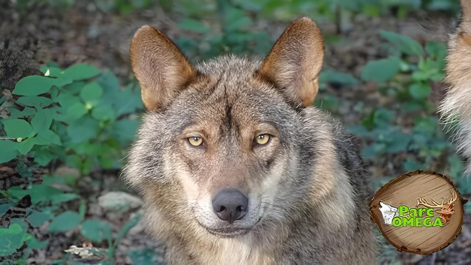 Quando os Lobos Voltam a Ser Caçados: O Retrocesso Espanhol Que Abala o Mundo Natural 3 Quando os Lobos Voltam a Ser Caçados: O Retrocesso Espanhol Que Abala o Mundo Natural Quando os Lobos Voltam a Ser Ca ados O Retrocesso Espanhol Que Abala o Mundo Natural Quando os Lobos Voltam a Ser Caçados: O Retrocesso Espanhol Que Abala o Mundo Natural