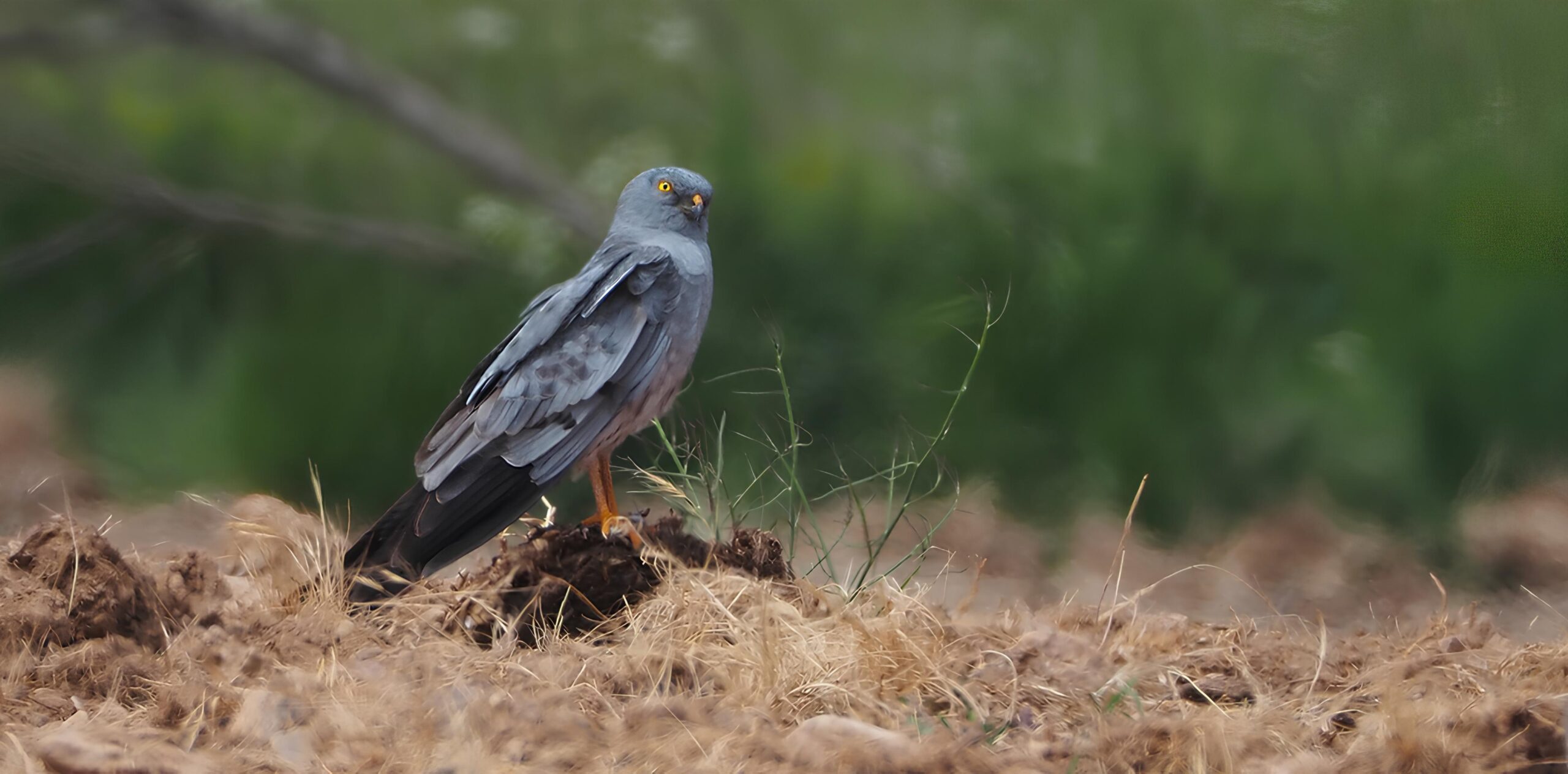 Como a Campanha Salvar o Tartaranhão-Caçador Está Mudando o Futuro da Biodiversidade 3 Como a Campanha Salvar o Tartaranhão-Caçador Está Mudando o Futuro da Biodiversidade Como a Campanha Salvar o Tartaranh o Ca ador Est Mudando o Futuro da Biodiversidade scaled Como a Campanha Salvar o Tartaranhão-Caçador Está Mudando o Futuro da Biodiversidade
