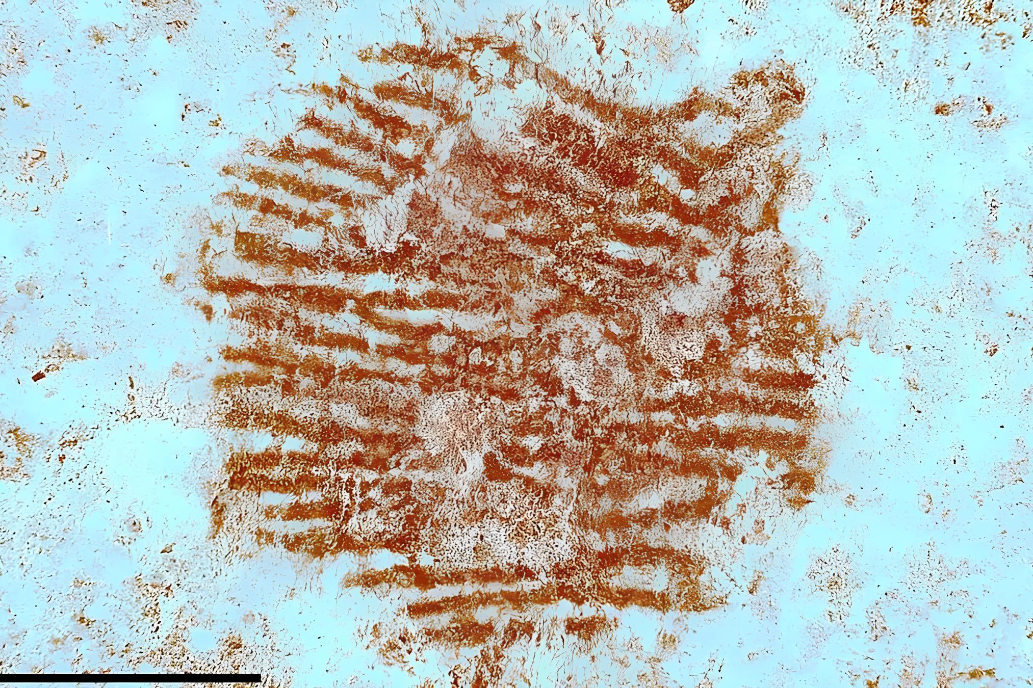 A Impressão Digital de 43 Mil Anos que Redefine o Que Sabemos Sobre Neandertais 3 A Impressão Digital de 43 Mil Anos que Redefine o Que Sabemos Sobre Neandertais A Impress o Digital de 43 Mil Anos que Redefine o Que Sabemos Sobre Neandertais A Impressão Digital de 43 Mil Anos que Redefine o Que Sabemos Sobre Neandertais