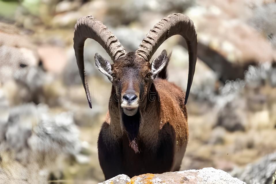 O Dia em Que o Mercado Espanhol Decolou O Que Est Por Tr s do Rali do IBEX 35 O Dia em Que o Mercado Espanhol Decolou: O Que Está Por Trás do Rali do IBEX 35?