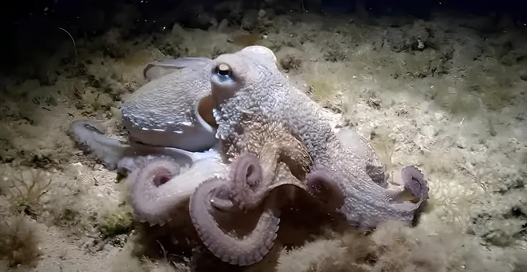 O Polvo Salvador e Seu Tentáculo Bifurcado: A Descoberta que Está Redefinindo o Que Sabemos Sobre Regeneração Animal 3 O Polvo Salvador e Seu Tentáculo Bifurcado: A Descoberta que Está Redefinindo o Que Sabemos Sobre Regeneração Animal O Polvo Salvador e Seu Tent culo Bifurcado A Descoberta que Est Redefinindo o Que Sabemos Sobre Regenera o Animal O Polvo Salvador e Seu Tentáculo Bifurcado: A Descoberta que Está Redefinindo o Que Sabemos Sobre Regeneração Animal