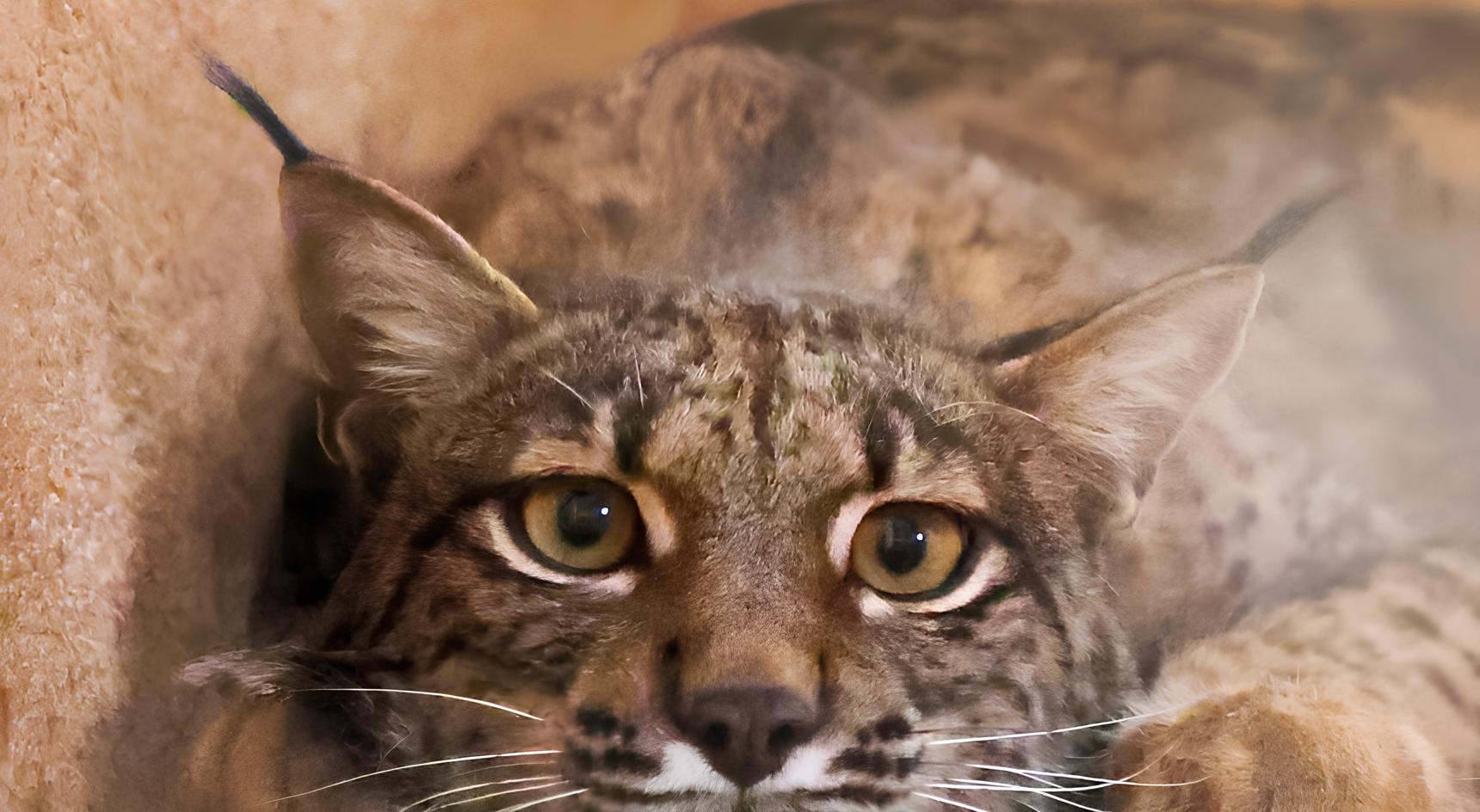 O Resgate do Lince: Como Avós, Mães e Netas Estão Reescrevendo a História da Vida Selvagem na Península Ibérica 3 O Resgate do Lince: Como Avós, Mães e Netas Estão Reescrevendo a História da Vida Selvagem na Península Ibérica O Resgate do Lince Como Av s M es e Netas Est o Reescrevendo a Hist ria da Vida Selvagem na Pen nsula Ib rica O Resgate do Lince: Como Avós, Mães e Netas Estão Reescrevendo a História da Vida Selvagem na Península Ibérica