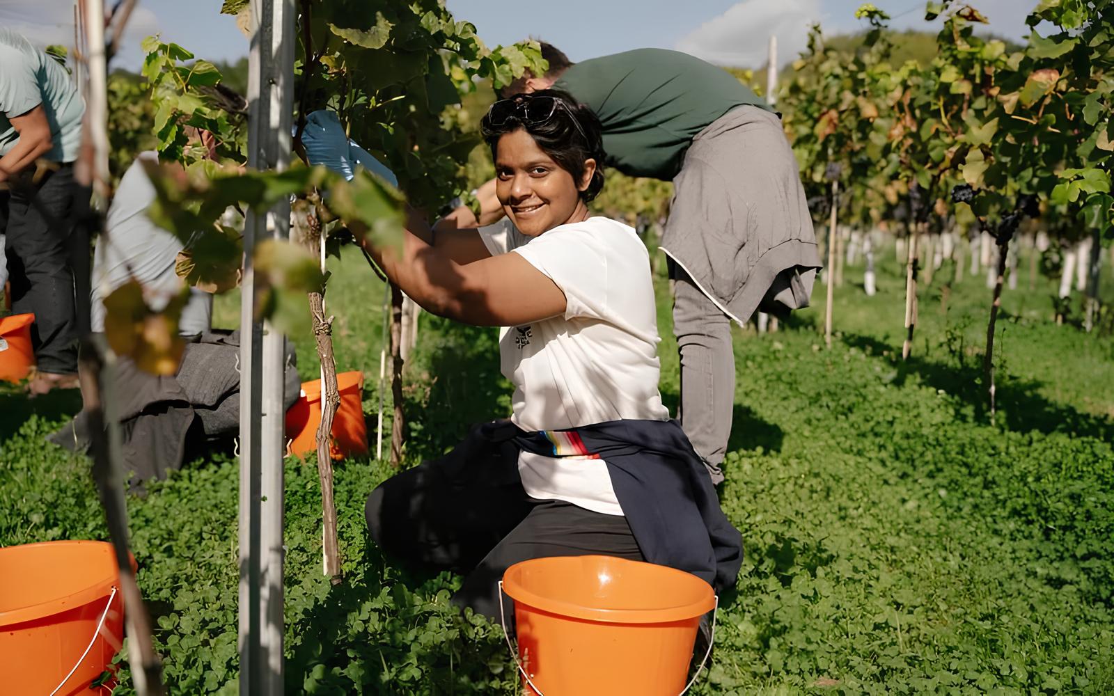 Como o Aquecimento Global Est Transformando a Inglaterra em um Novo Para so dos Vinhos Como o Aquecimento Global Está Transformando a Inglaterra em um Novo Paraíso dos Vinhos