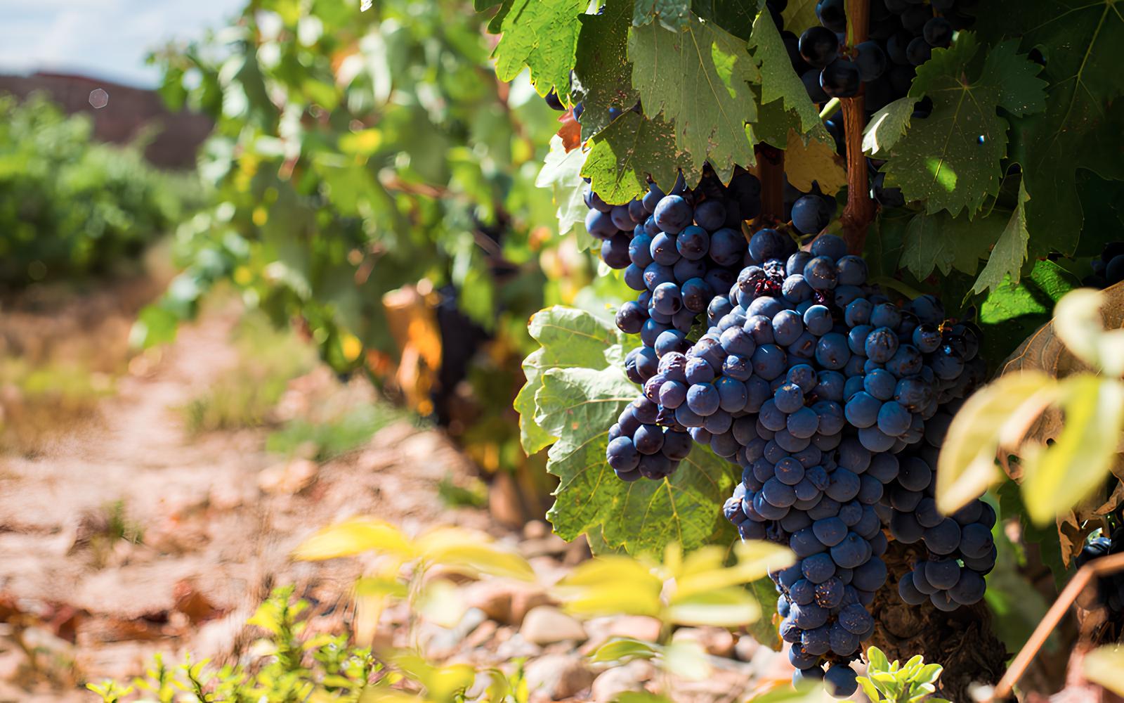 Descubra os Tesouros da Tempranillo Os Melhores Vinhos Tintos Espanh is at R 250 Descubra os Tesouros da Tempranillo: Os Melhores Vinhos Tintos Espanhóis até R$ 250
