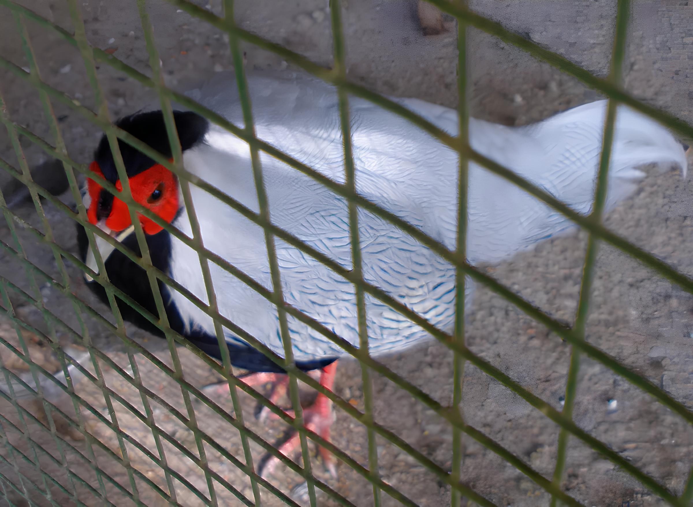 O Dia em que o Fogo Engoliu as Asas: A Tragédia do Zoológico de Palência e a Reflexão Urgente Sobre Animais em Cativeiro