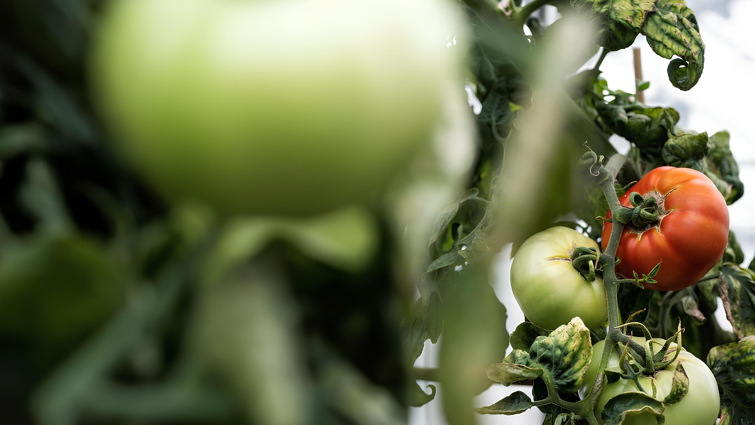 Como a Agricultura Portuguesa Está Redefinindo o Futuro do Tomate na Europa: Uma História de Sucesso Saborosa e Controversa 1 Como a Agricultura Portuguesa Está Redefinindo o Futuro do Tomate na Europa: Uma História de Sucesso Saborosa e Controversa Como a Agricultura Portuguesa Est Redefinindo o Futuro do Tomate na Europa Uma Hist ria de Sucesso Saborosa e Controversa Como a Agricultura Portuguesa Está Redefinindo o Futuro do Tomate na Europa: Uma História de Sucesso Saborosa e Controversa