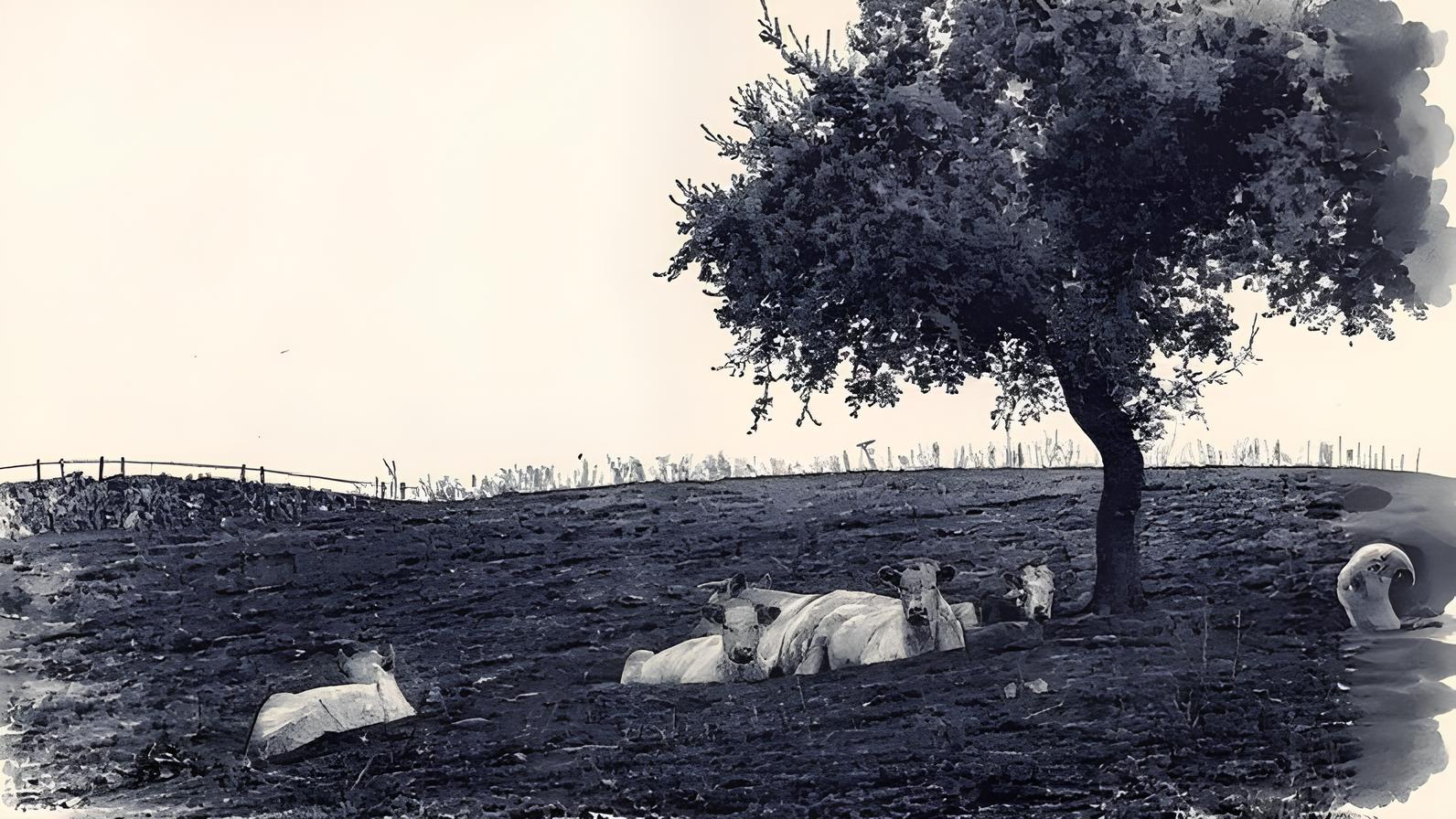 Incêndios na Espanha: A Chama que Devorou Sonhos, Terras e Economias 1 Incêndios na Espanha: A Chama que Devorou Sonhos, Terras e Economias Inc ndios na Espanha A Chama que Devorou Sonhos Terras e Economias Incêndios na Espanha: A Chama que Devorou Sonhos, Terras e Economias